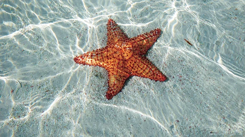 Thưởng thức chi tiết với hình sao biển đẹp nhất