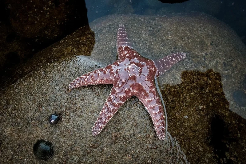 Đặc điểm của sao biển cảnh đẹp và sinh động