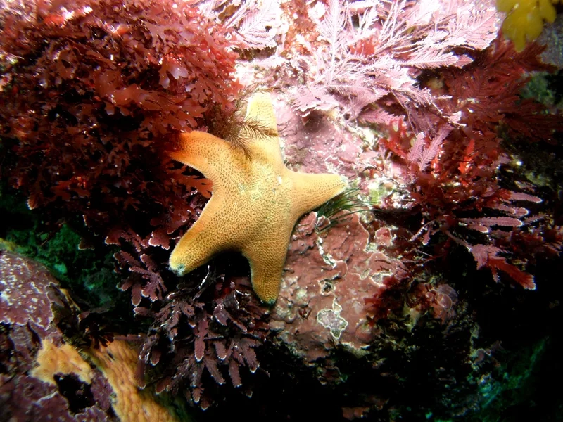 Ngắm chi tiết nhỏ xinh ảnh sao biển baby đáng yêu