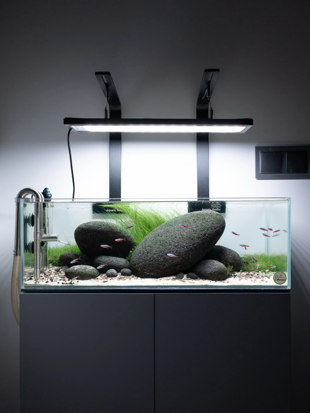 Bố cục bể cá rồng với sỏi trang trí màu tối quyền lực