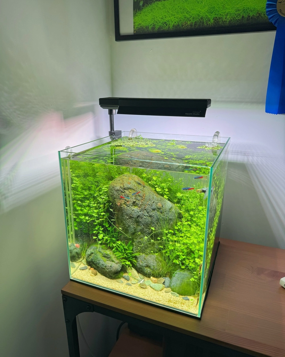 Sỏi đen bóng sang trọng làm nổi bật màu sắc cá cảnh