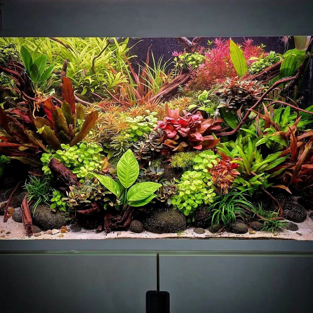 Mẫu bể thủy sinh sử dụng sỏi tự nhiên kích thước nhỏ