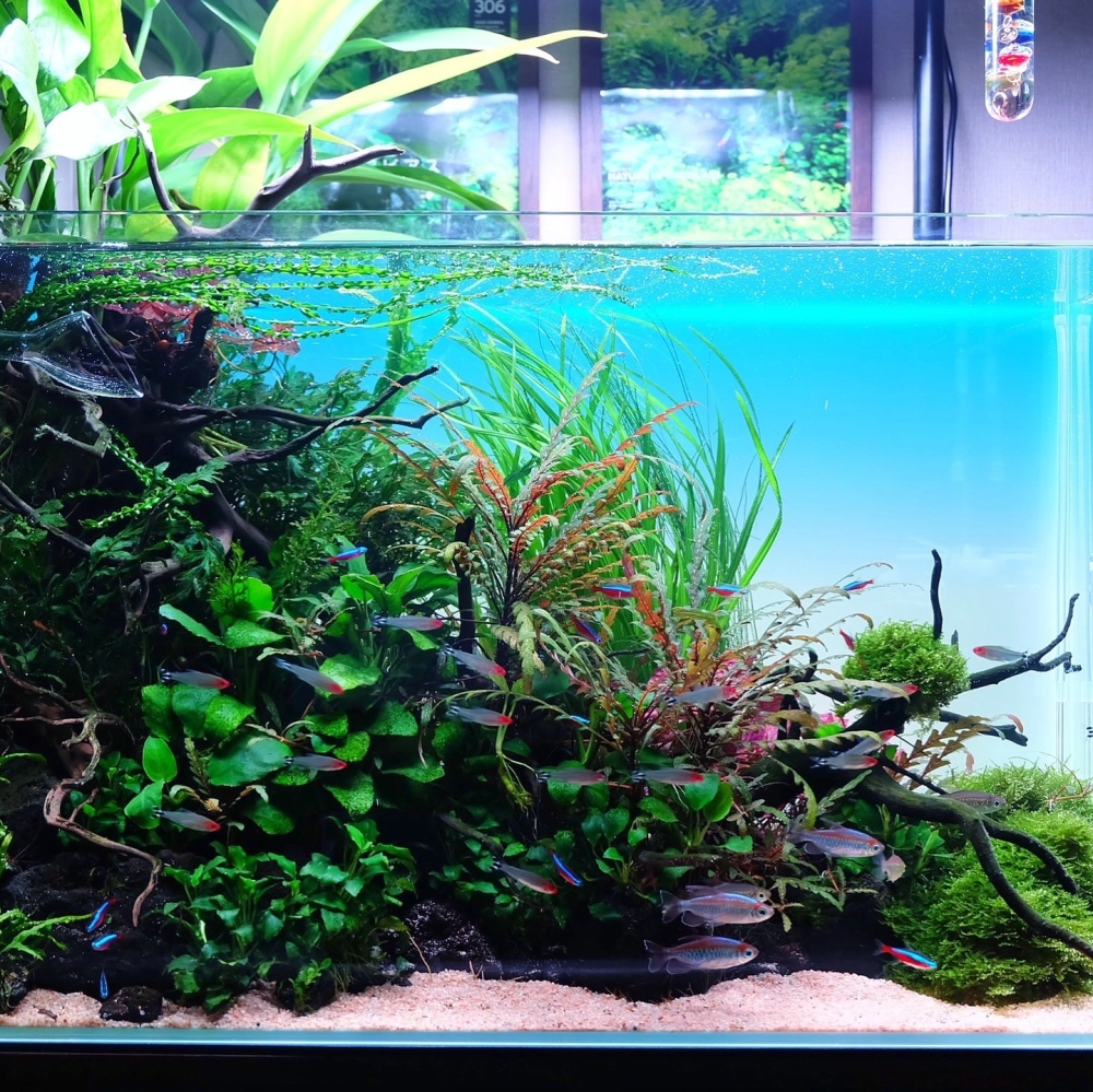 Mẫu decor bể cá văn phòng với sỏi và đá trang trí