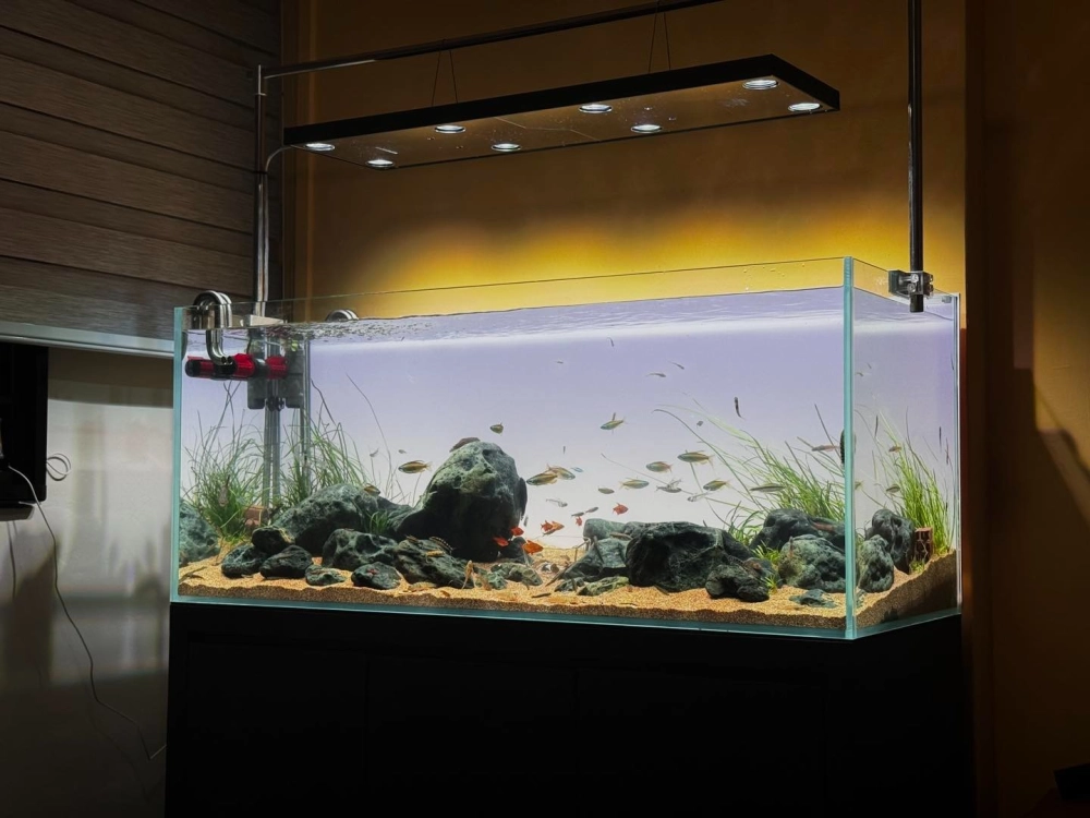 Lớp nền sỏi giúp ổn định cây thủy sinh trong bể