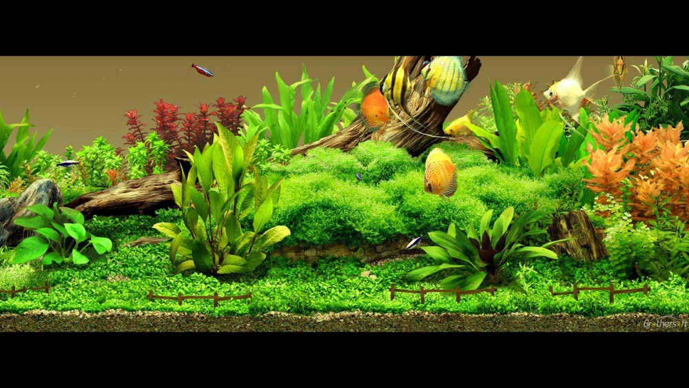 Phông nền 3D chủ đề rừng nguyên sinh cho bể cá dài