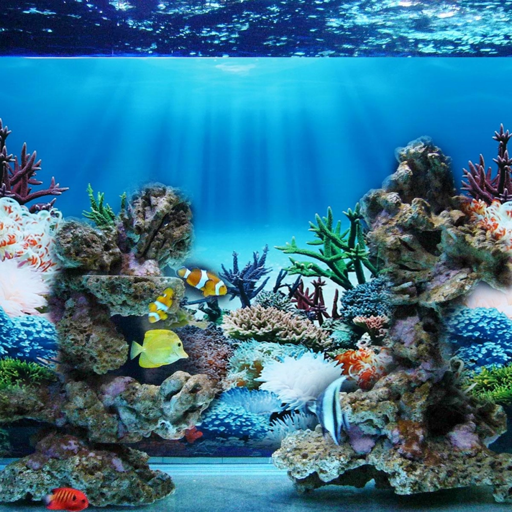 Cách chọn màu sơn nền 3D cho bể cá hình chữ nhật