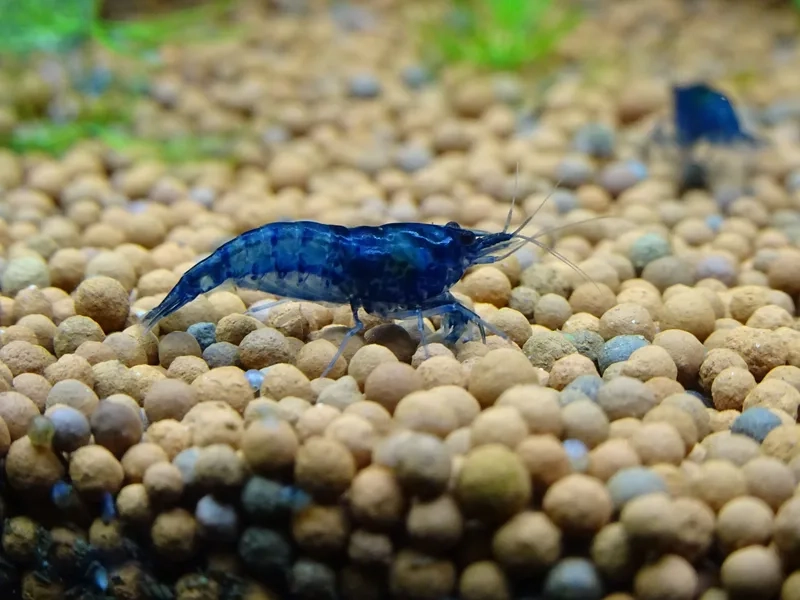 Tìm hiểu tép blue dream ăn gì để bể cá luôn khỏe