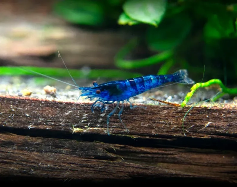 Tạo hình Blue Dream đẹp cho bể cá thêm sinh động