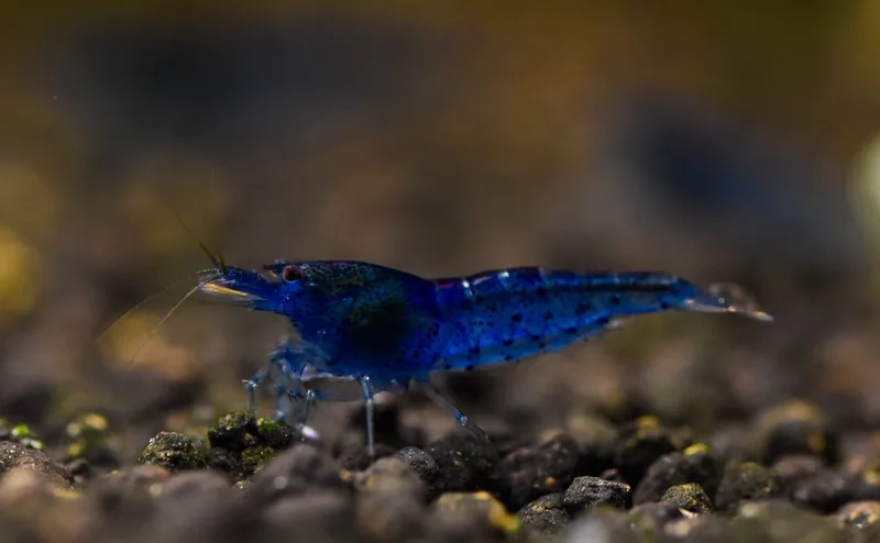 Chiêm ngưỡng hình ảnh Blue Dream nghệ thuật độc đáo