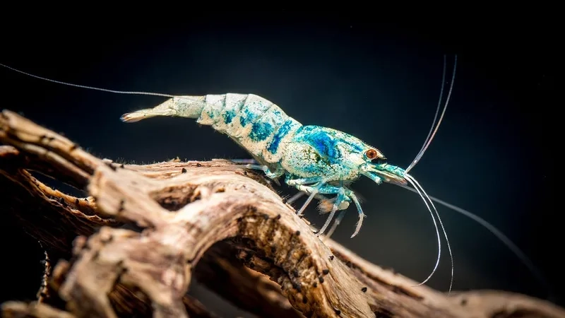 Khám phá vẻ đẹp độc đáo của ảnh Tép cảnh