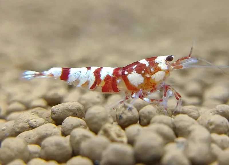 Thưởng thức bộ sưu tập tép cảnh đẹp nhất hiện nay