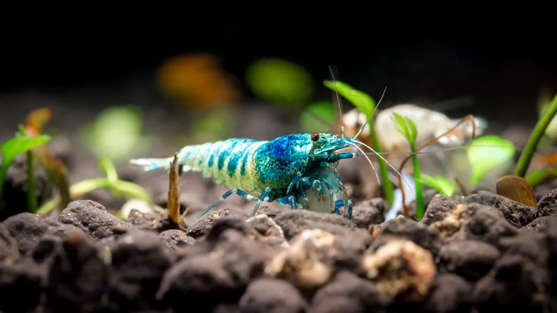 Khám phá tép cảnh Việt Nam độc đáo và hiếm có