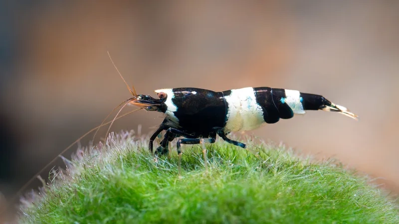 Chiêm ngưỡng tép cảnh đẹp lung linh dưới nước