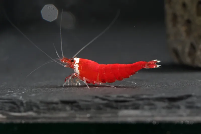 Mua tép màu giá rẻ chất lượng cao tại shop uy tín