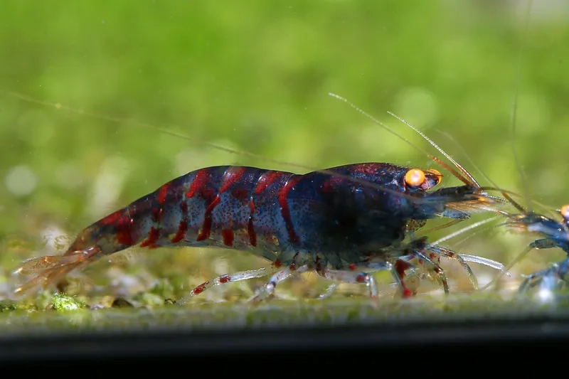 Tìm kiếm mua tép màu ở đâu nhanh chóng và tiện lợi