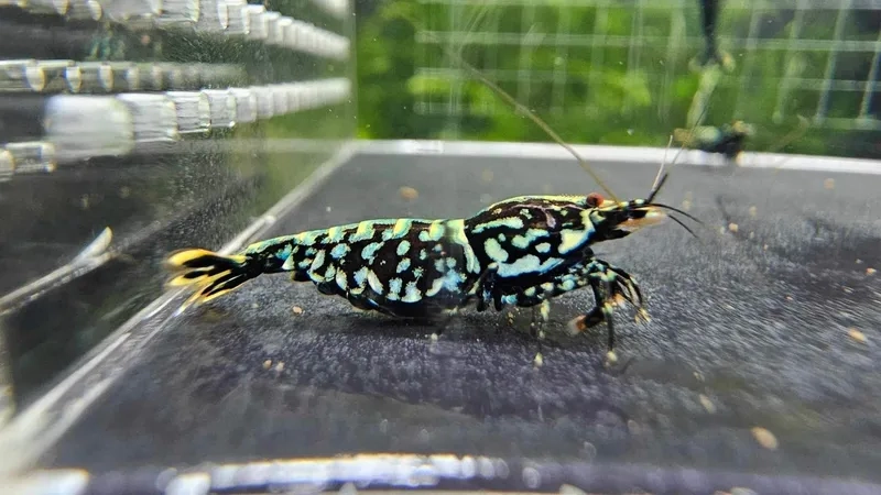 Tìm hiểu cách phân biệt phân biệt tép màu chính xác