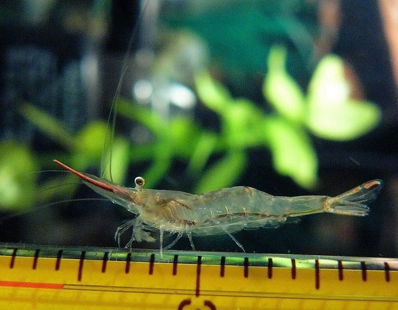 Khám phá ảnh tép Mũi Đỏ đẹp mê hoặc bể cá