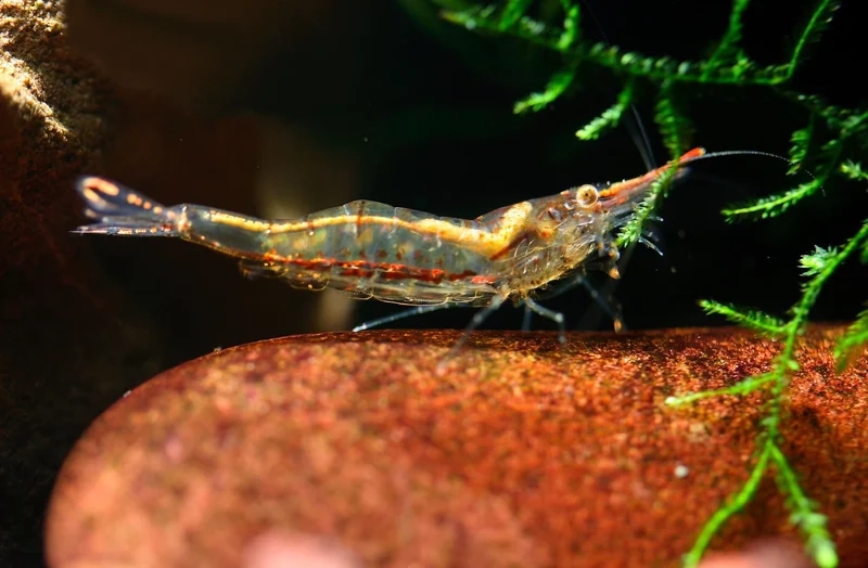 Ngắm ảnh Mũi Đỏ thủy sinh sinh động và tự nhiên