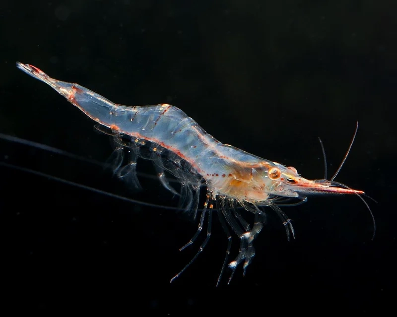 Chiêm ngưỡng hình Mũi Đỏ đẹp tự nhiên tuyệt đẹp