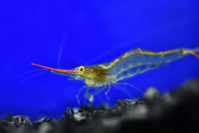 Khám phá hình ảnh tép mũi đỏ đẹp hôm nay