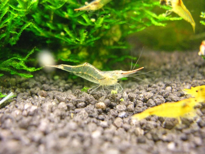 Tìm hiểu tép mũi đỏ ăn gì để bể cá luôn khỏe mạnh