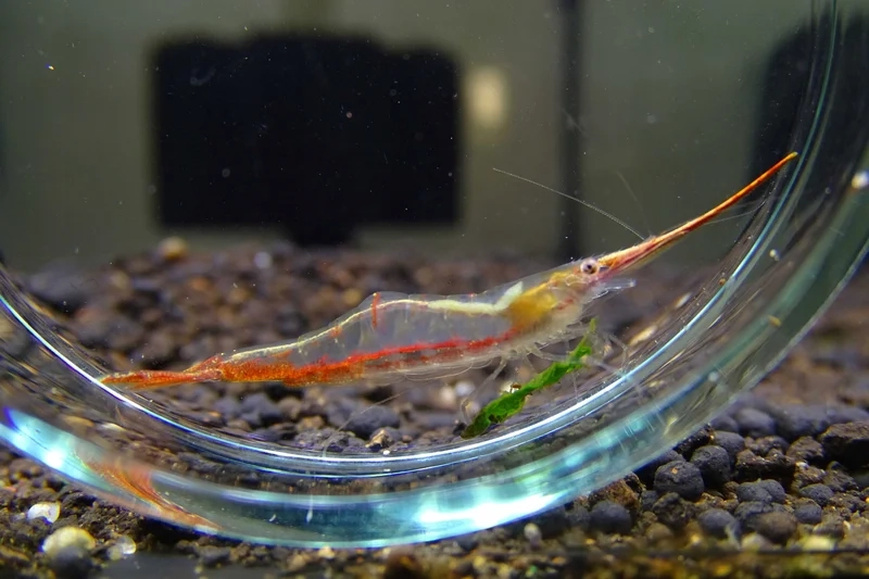 So sánh giá tép mũi đỏ để mua đúng loại bạn cần