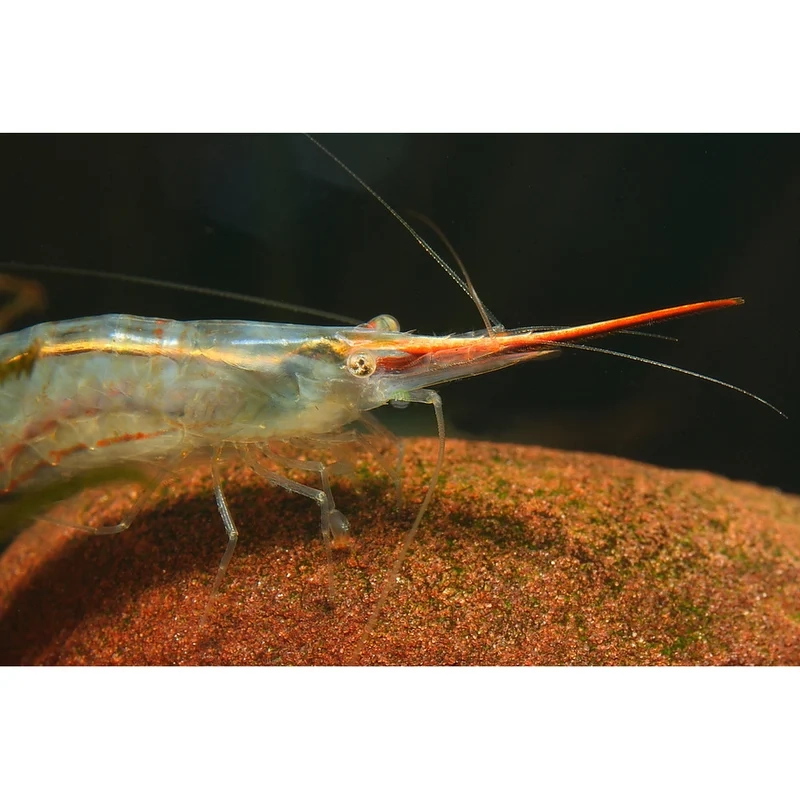 Hướng dẫn nuôi tép mũi đỏ đơn giản cho người mới