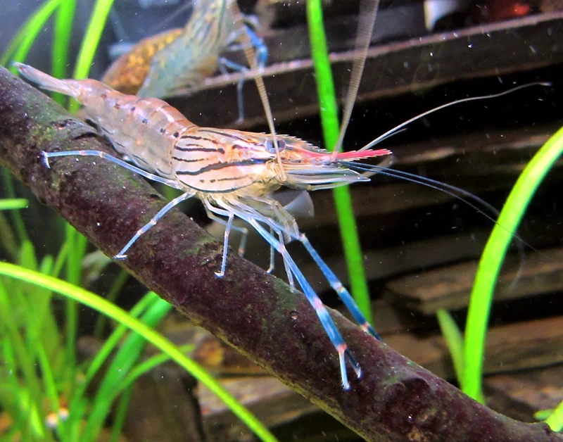 Chiêm ngưỡng hình ảnh Mũi Đỏ đẹp nhất hôm nay