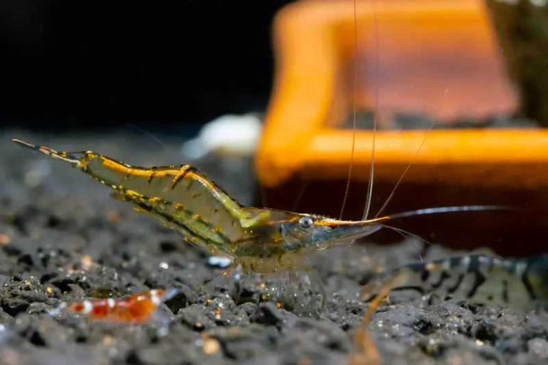 Đặc điểm của tép Mũi Đỏ