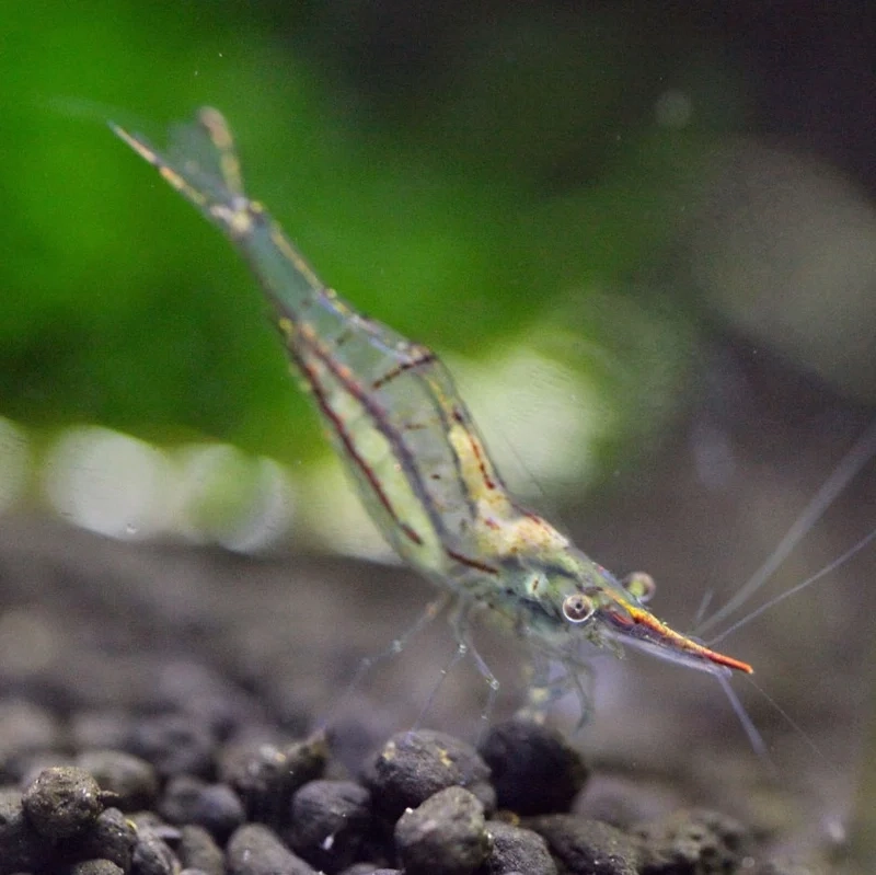 Ngắm ảnh Mũi Đỏ full đẹp toàn cảnh bể thủy sinh