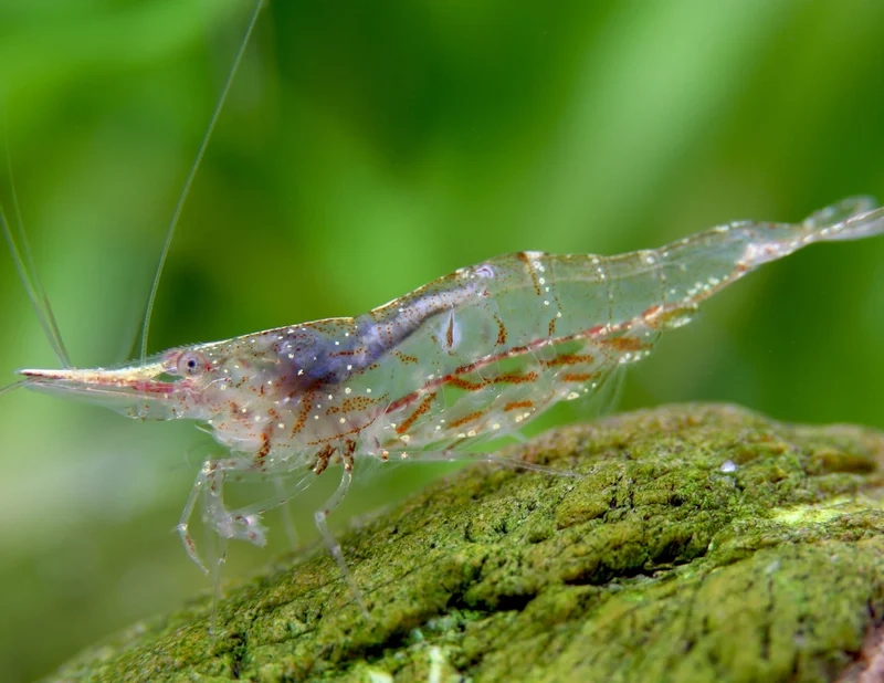 Khám phá hình ảnh Mũi Đỏ Việt Nam đặc sắc và sống động