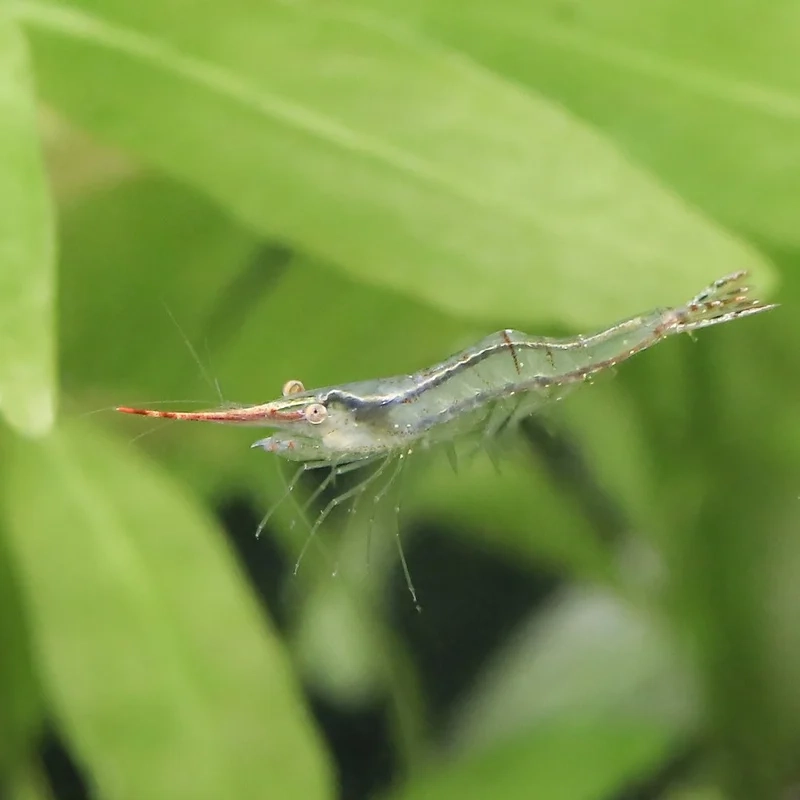 Thưởng thức ảnh Mũi Đỏ cảnh sinh động và nổi bật