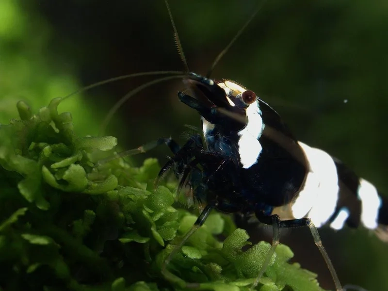 Ngắm ngay ảnh Tép Ong đen rực rỡ và sống động