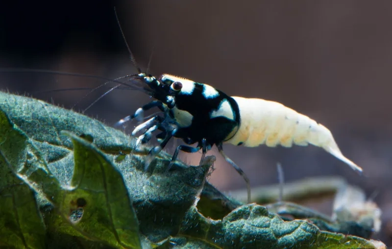 Khám phá ảnh tép ong đen đẹp mê hoặc bể cá