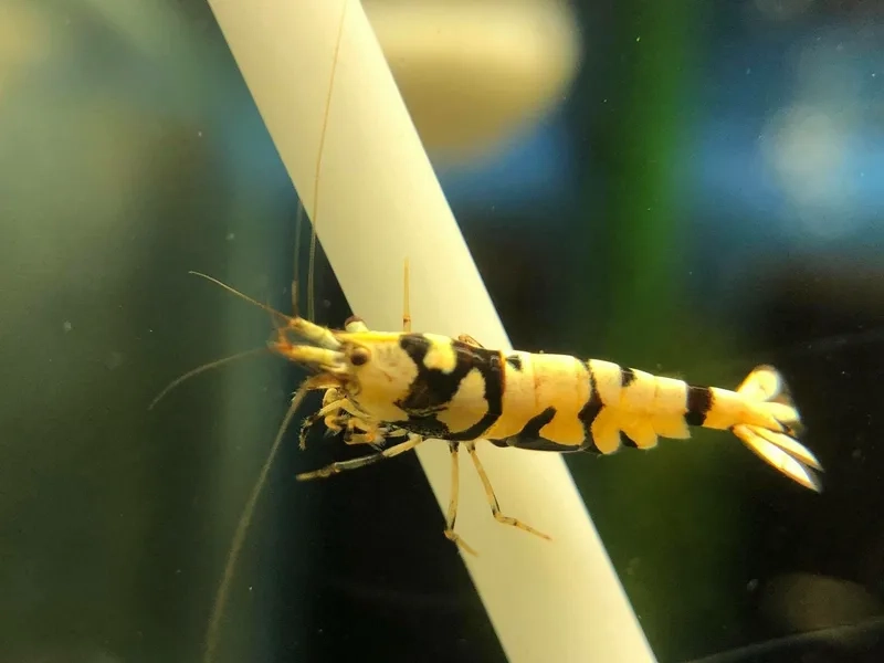 So sánh giá tép ong đen để mua đúng loại bạn cần