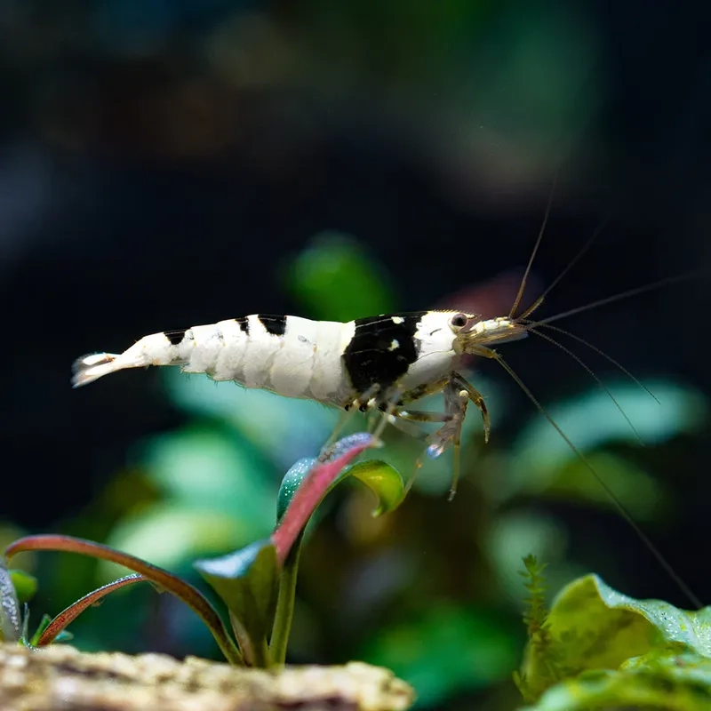 Thưởng thức ảnh Ong đen full đẹp toàn cảnh bể thủy sinh