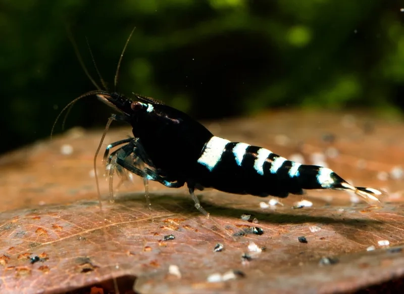 Khám phá hình ảnh Ong đen cảnh đẹp mê hoặc ánh nhìn