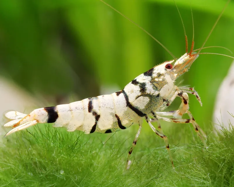 Thưởng thức ảnh Ong đen dễ nuôi sinh động và hấp dẫn