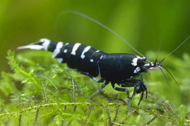 Chiêm ngưỡng hình ảnh Ong đen baby đáng yêu và tự nhiên