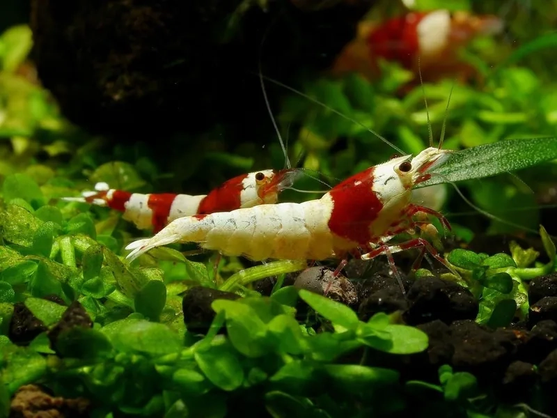 Khám phá vẻ đẹp sinh động của ảnh tép ong đỏ