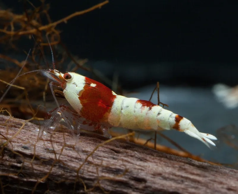 Hướng dẫn chi tiết cách nuôi tép ong đỏ hiệu quả