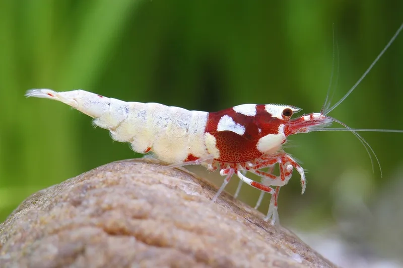 Ngắm chi tiết ảnh Ong đỏ HD sắc nét tuyệt vời