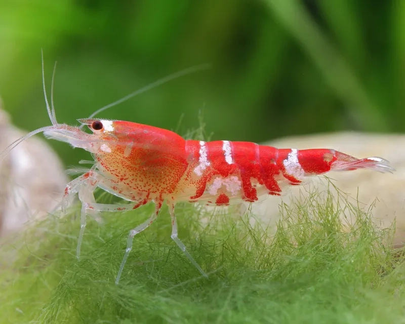 Sở hữu ngay hình ảnh Ong đỏ đẹp nhất rực rỡ