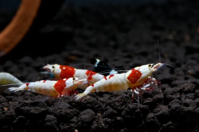 Chọn lựa tép ong đỏ hạng cao cho bể cao cấp