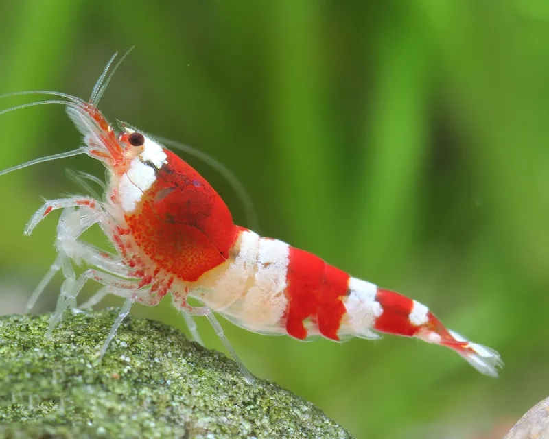 Trang trí bể với hình ảnh Ong đỏ cảnh sinh động