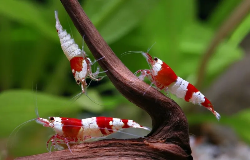 Chiêm ngưỡng hình Ong đỏ đẹp sống động rực rỡ