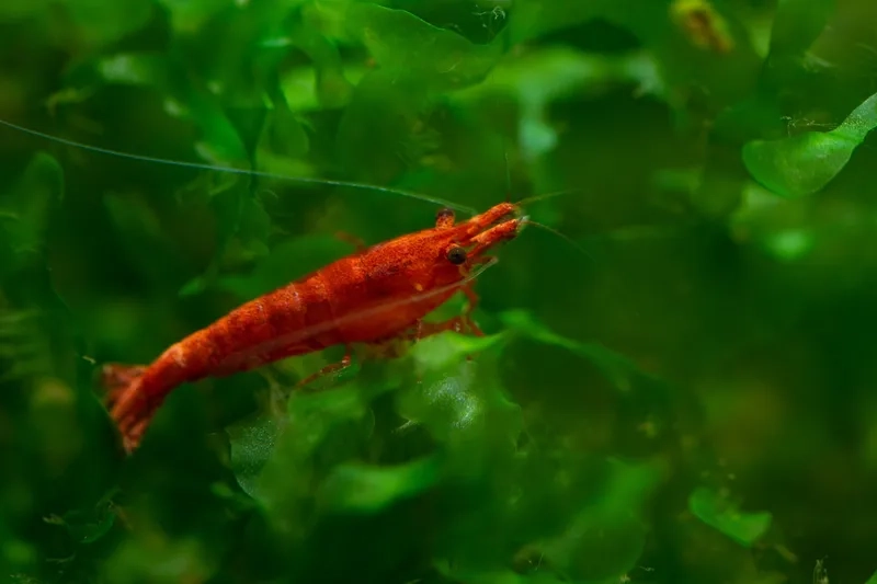 Khám phá vẻ đẹp sống động của ảnh Tép Red Cherry