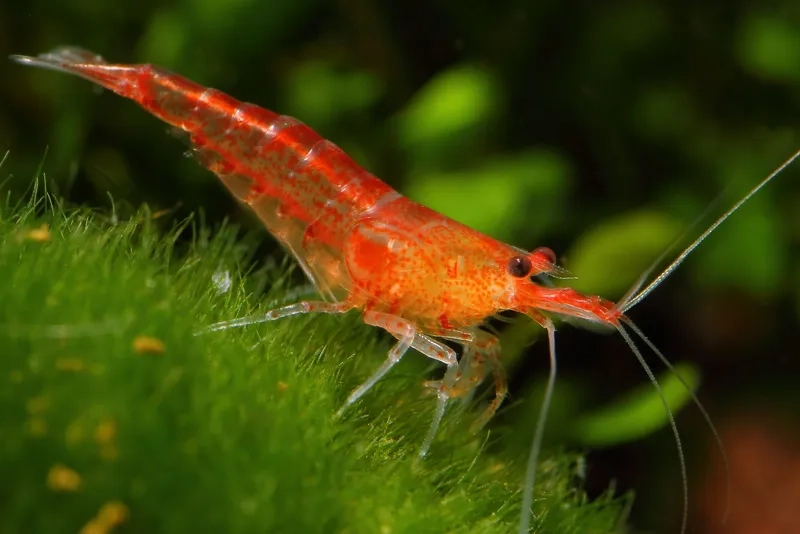 Cập nhật nhanh giá Red Cherry mới nhất hôm nay