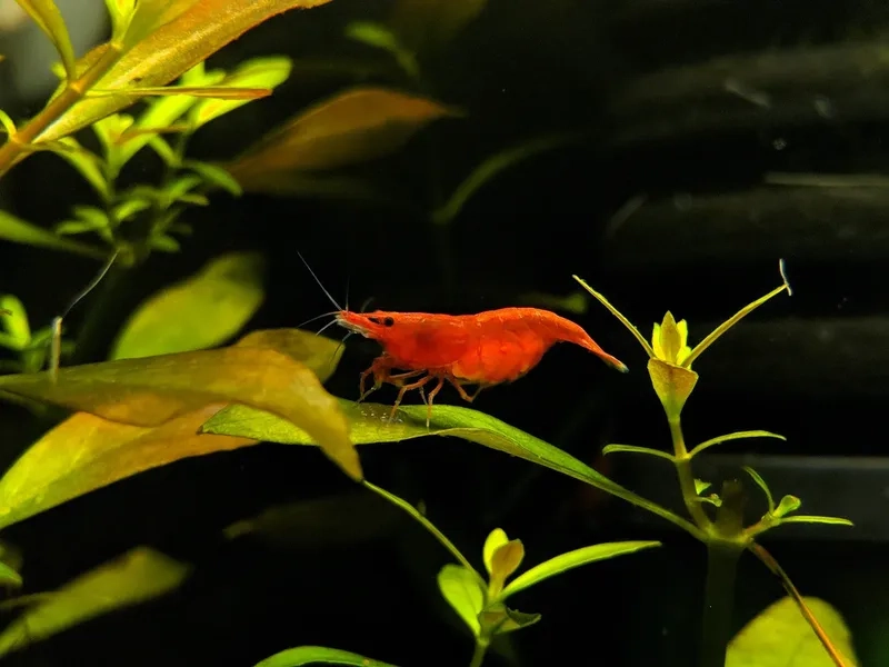 Thưởng thức bộ sưu tập ảnh Red Cherry thủy sinh lung linh