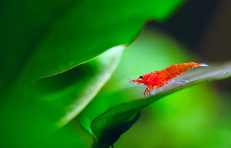 Tìm kiếm Red Cherry giá tốt vừa túi tiền